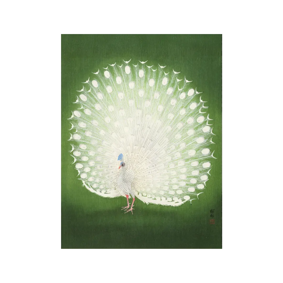 Peacock Artelo