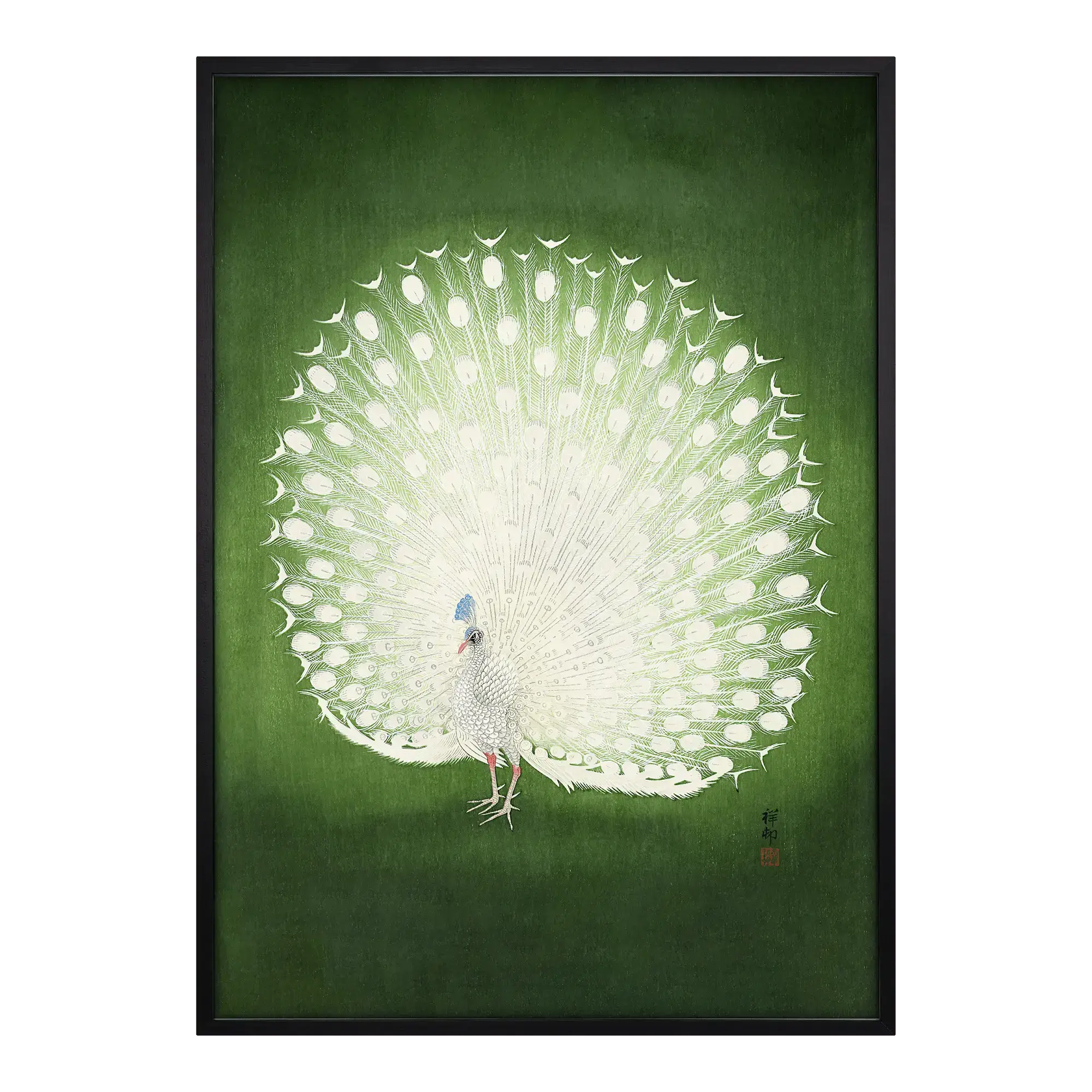 Peacock Artelo