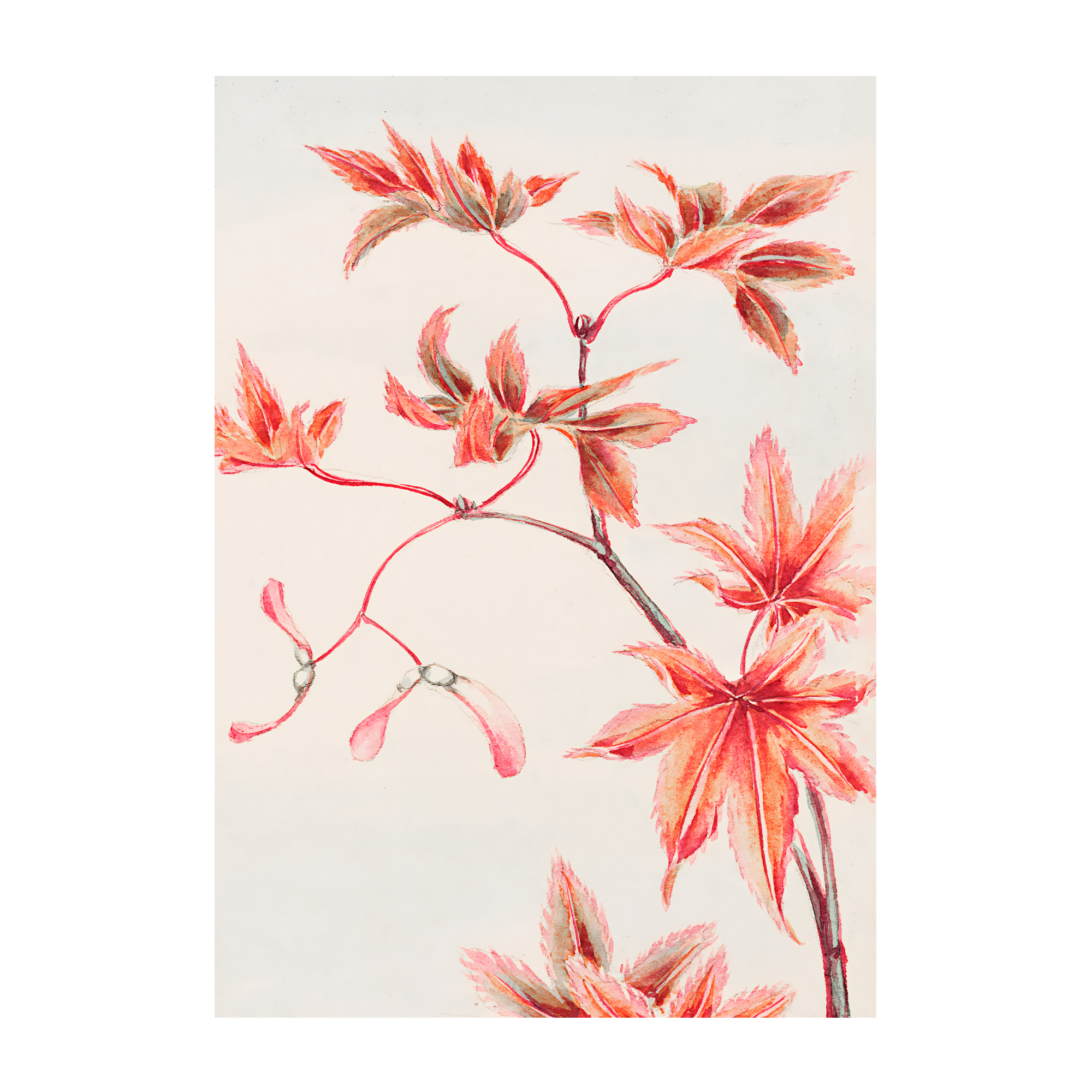 Branch of Momiji Artelo