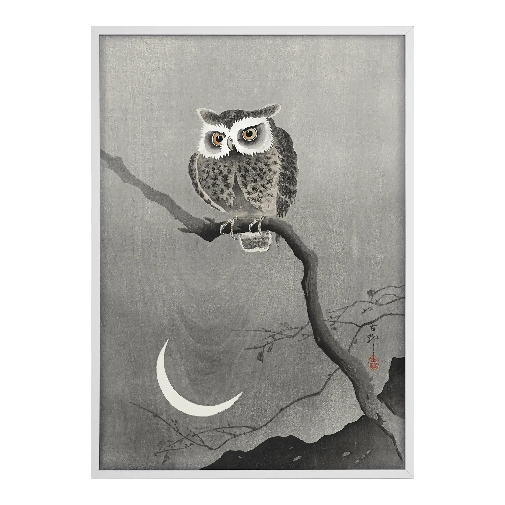 Long-eared Owl on Bare Tree Branch Alfredssons