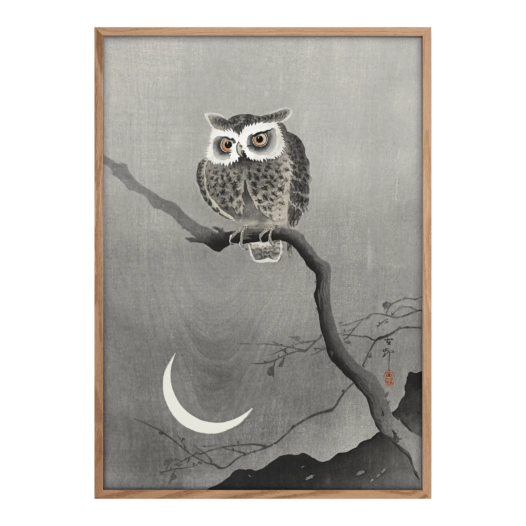 Long-eared Owl on Bare Tree Branch Alfredssons