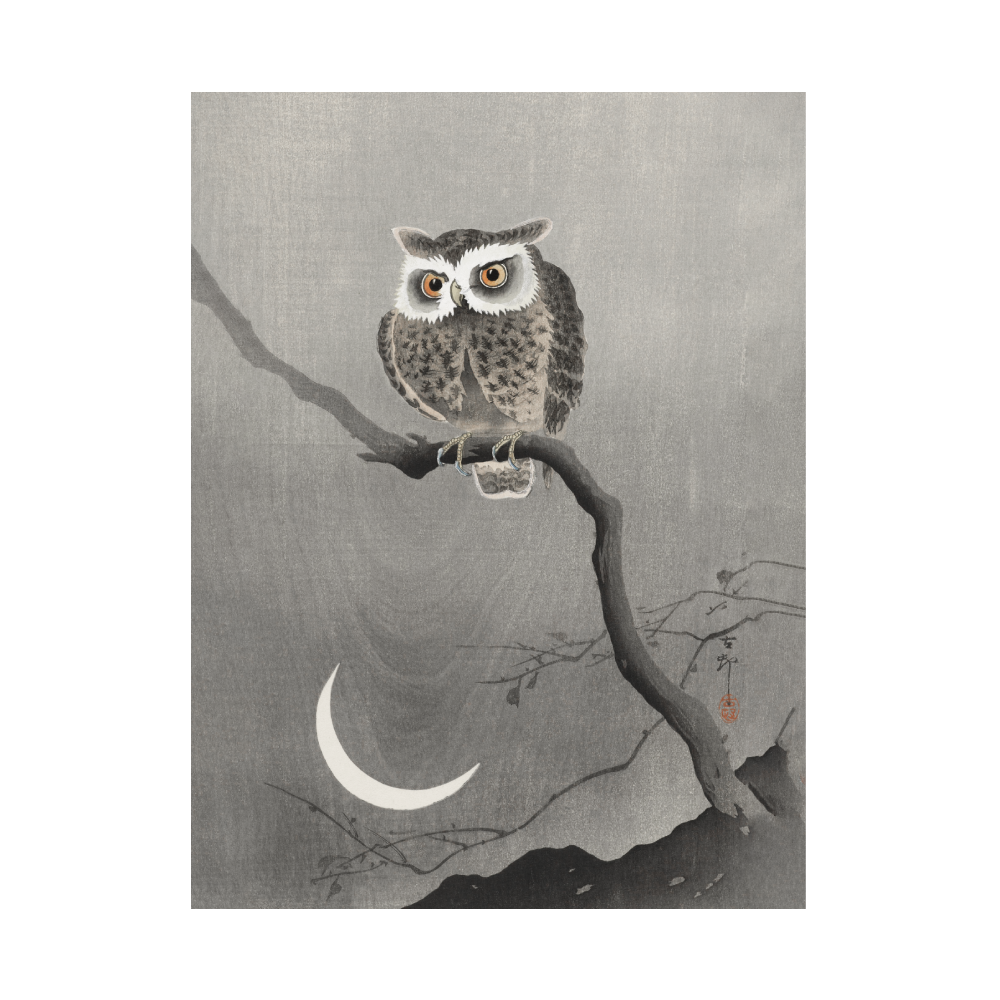 Long-eared Owl on Bare Tree Branch
