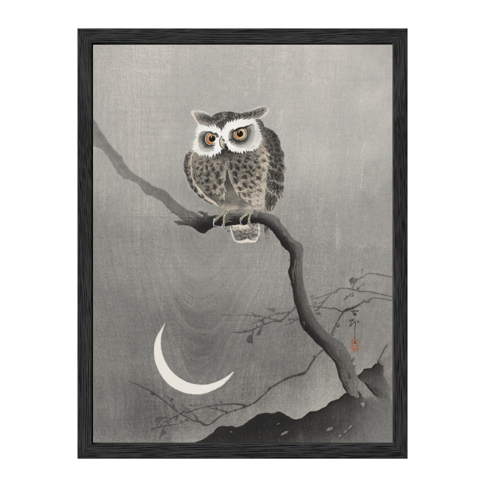 Long-eared Owl on Bare Tree Branch