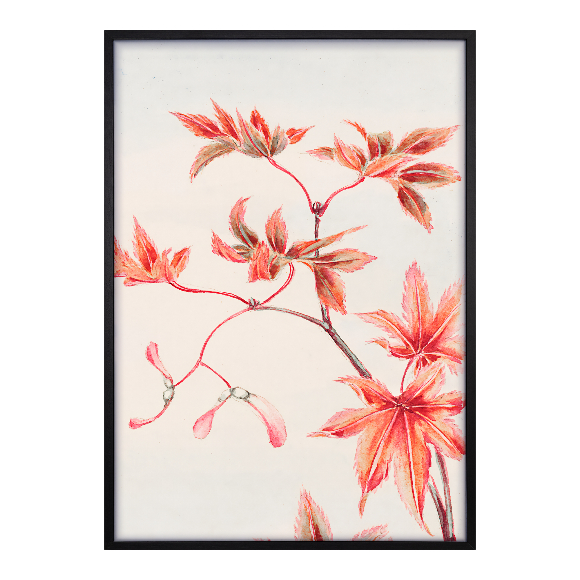 Branch Of Momiji Alfredssons
