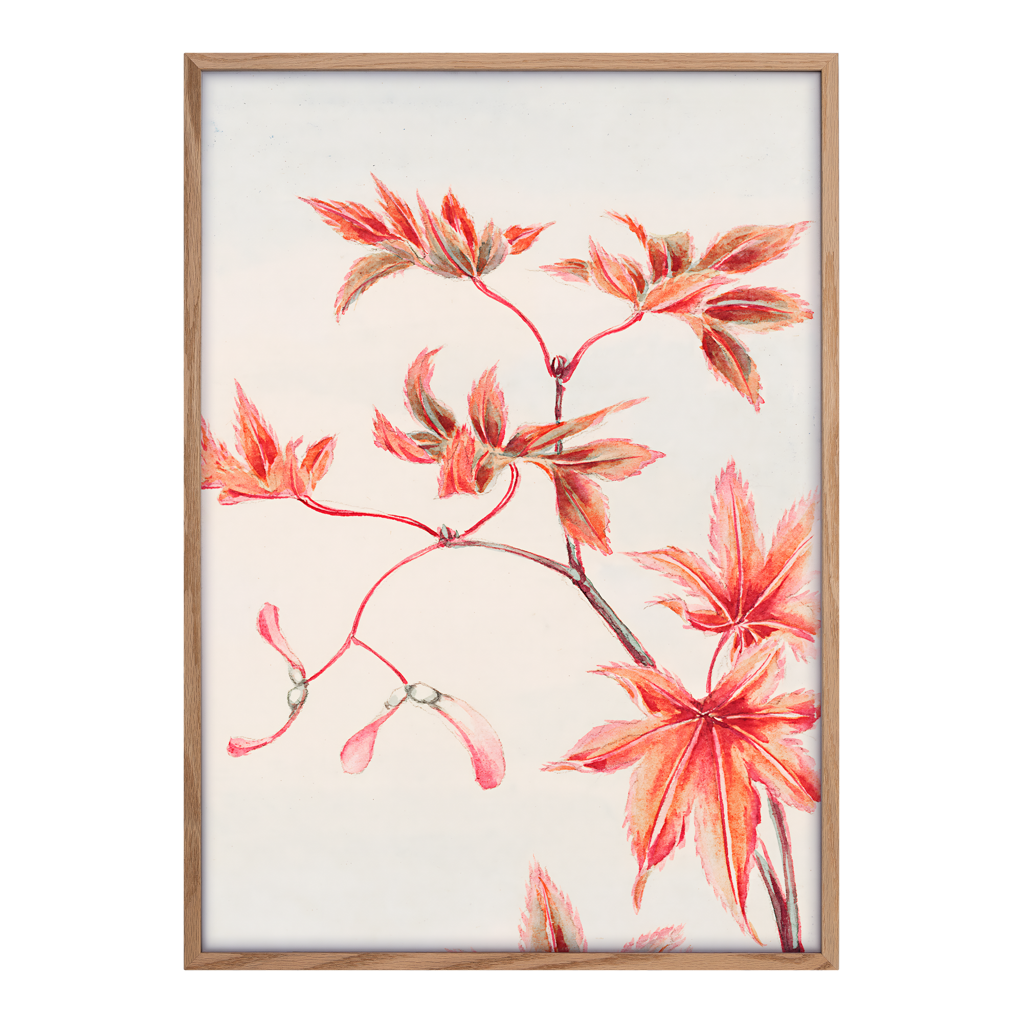 Branch Of Momiji Alfredssons