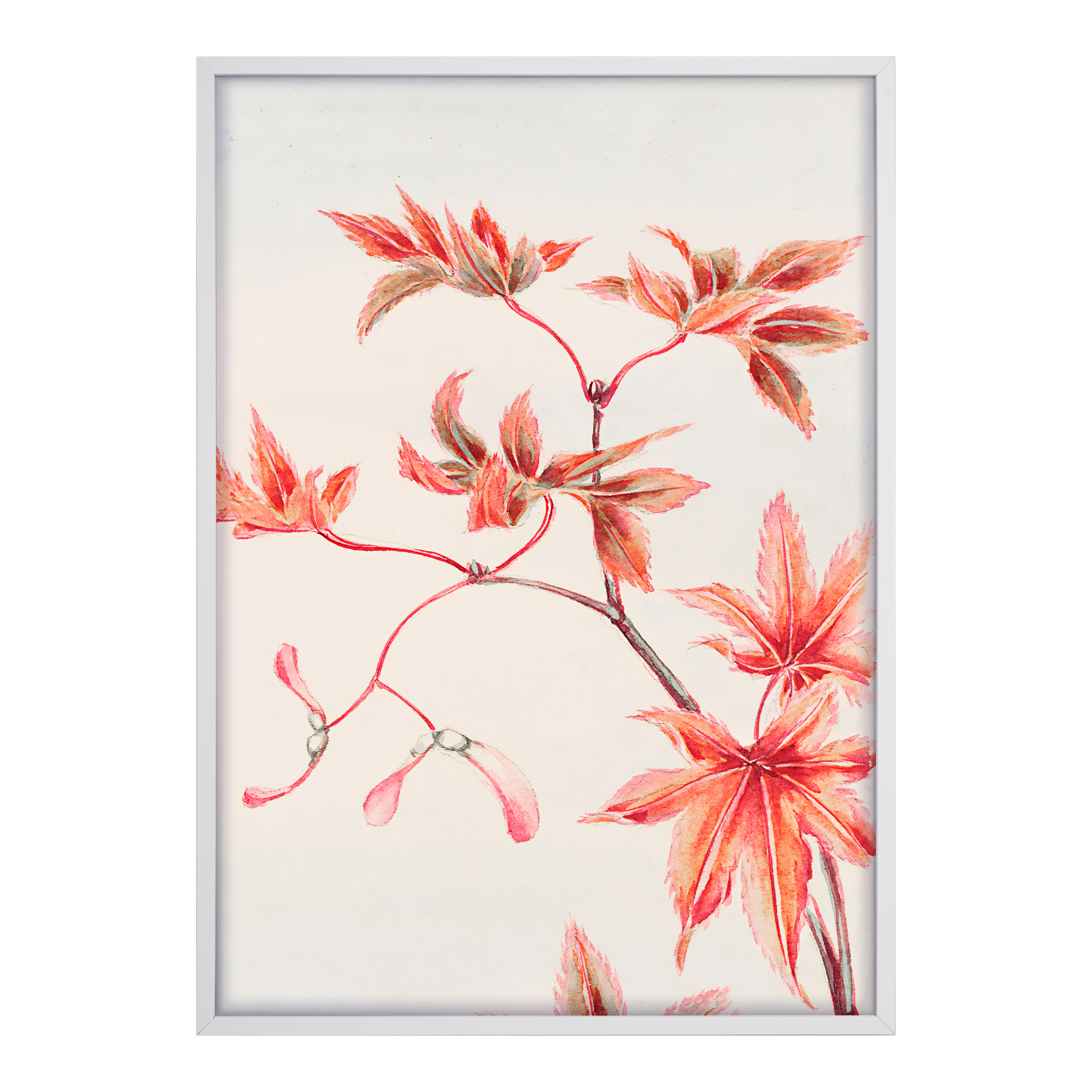 Branch Of Momiji Alfredssons